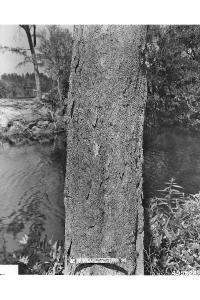 Casuarina equisetifolia image