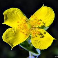 Hypericum tetrapetalum image