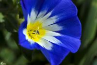 Convolvulus tricolor image