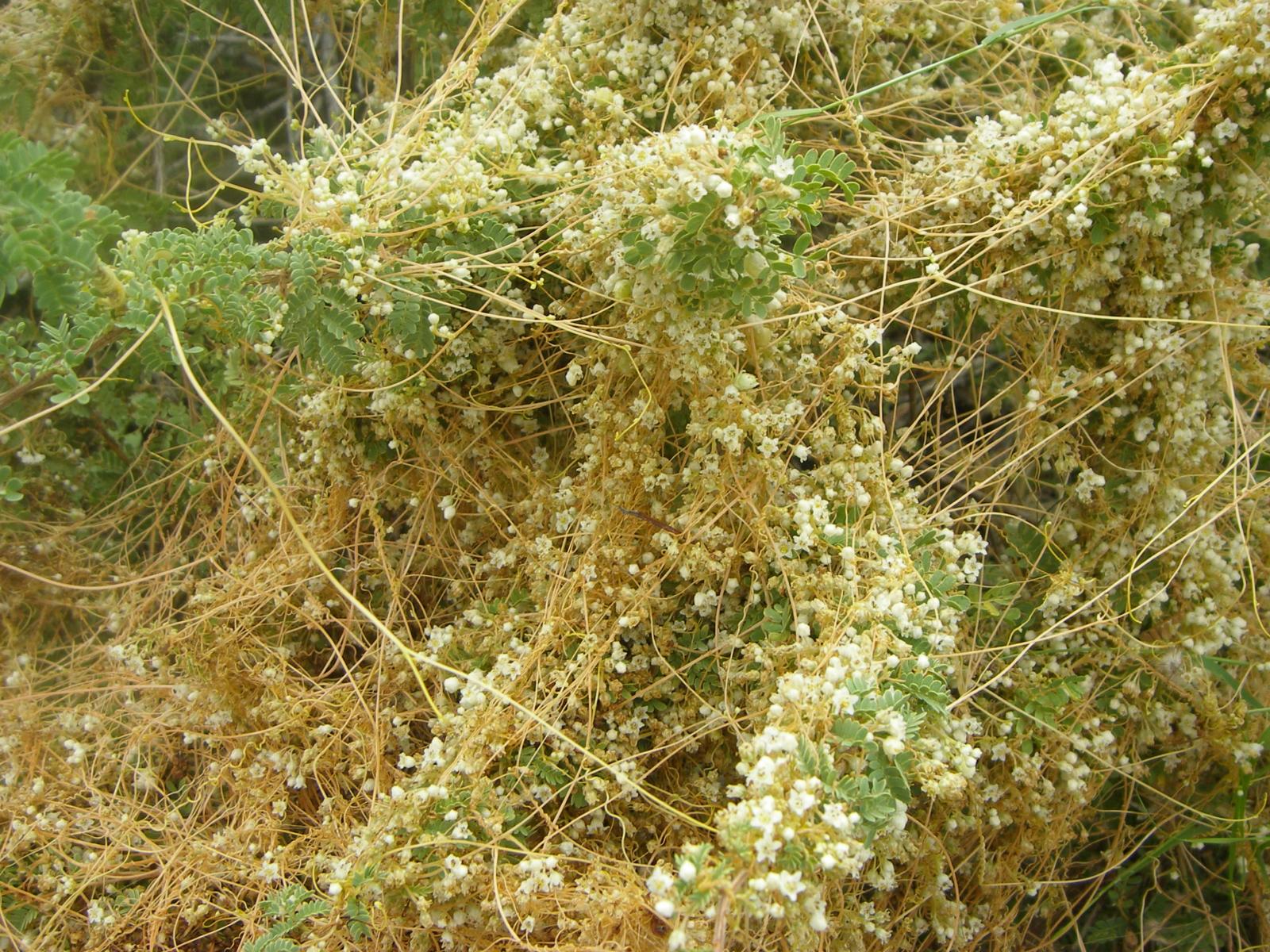 Cuscuta decora image