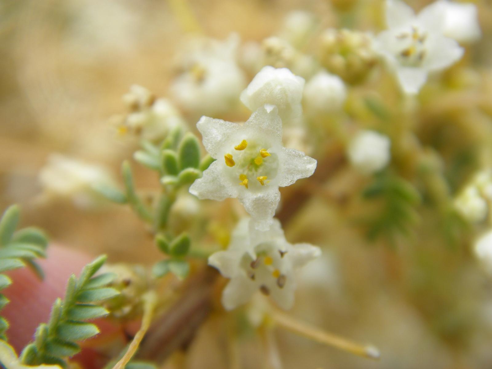 Cuscuta decora image