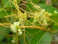 Image of Cuscuta reflexa