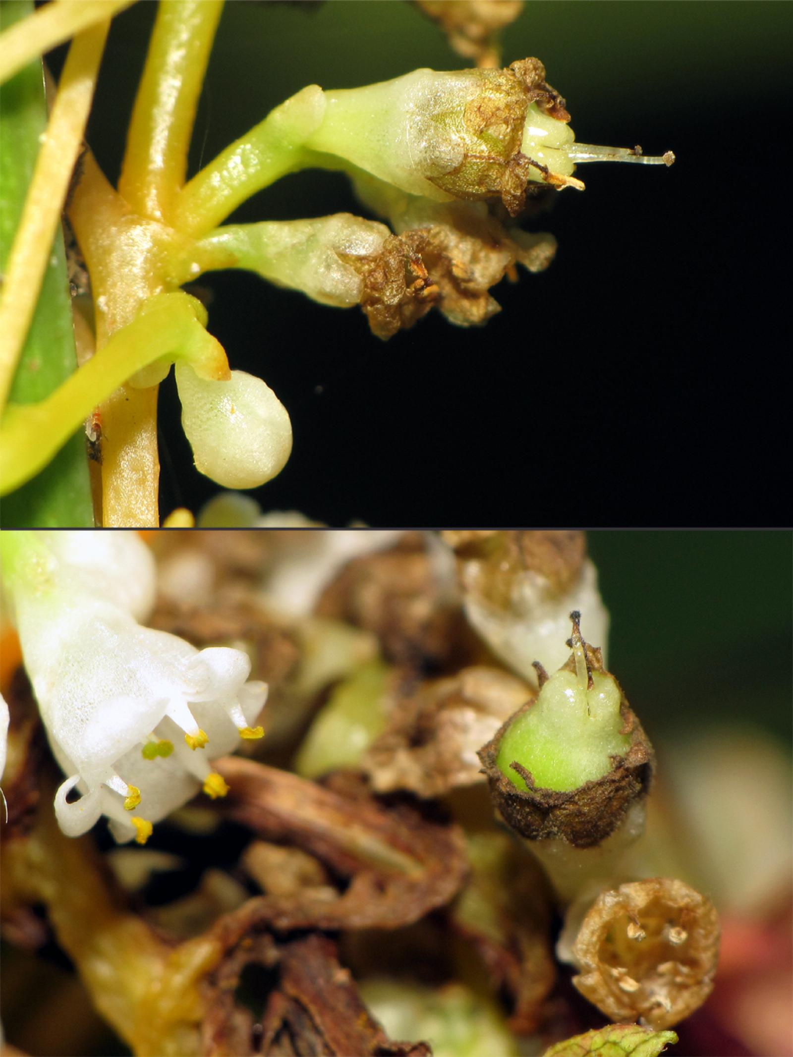 Cuscuta rostrata image