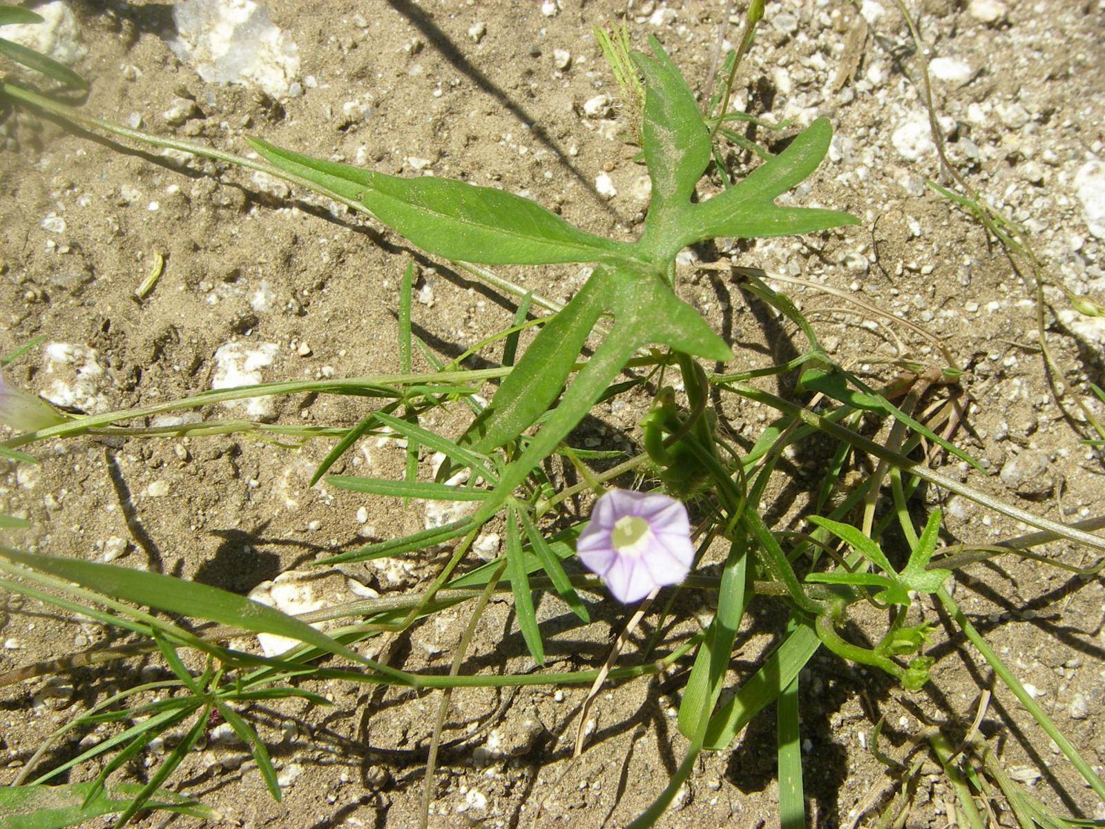 Ipomoea painteri image