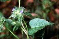 Image of Ipomoea tamnifolia