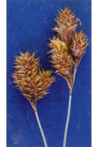 Image of Carex proposita