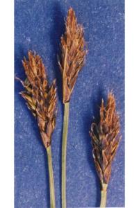 Image of Carex pyrenaica