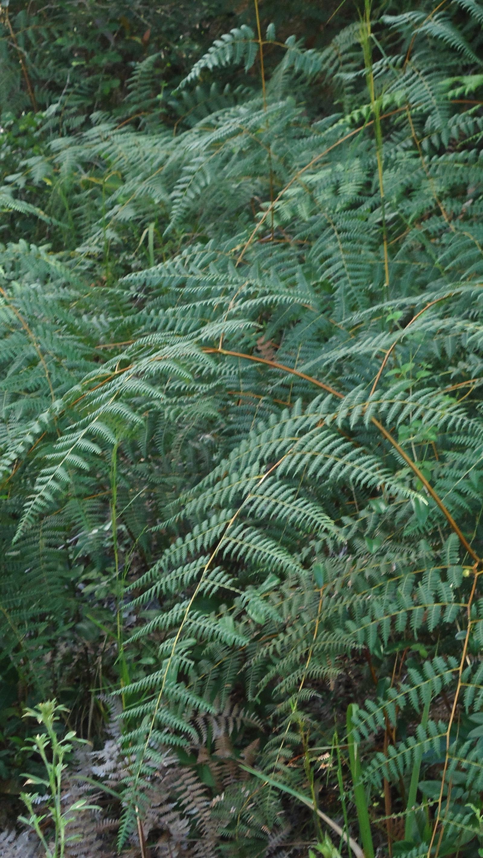 Pteridium arachnoideum image