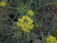 Euphorbia cyparissias image