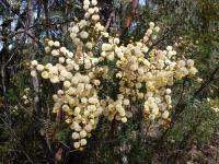 Acacia botrycephala image