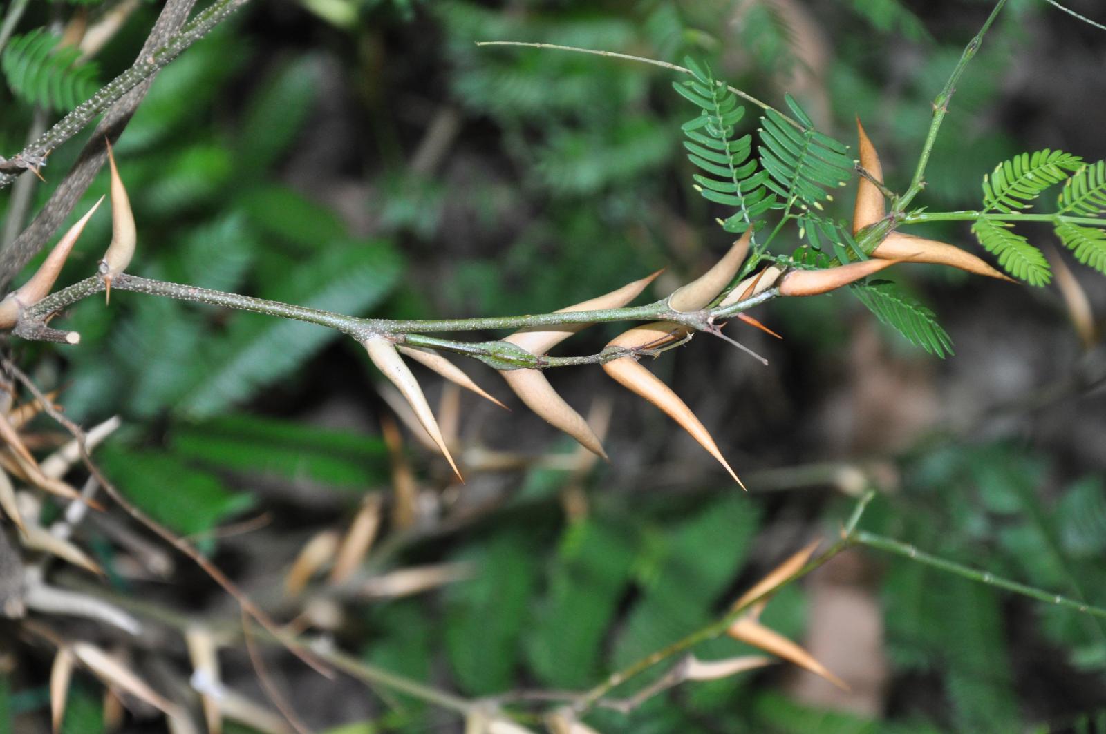 Acacia cornigera image