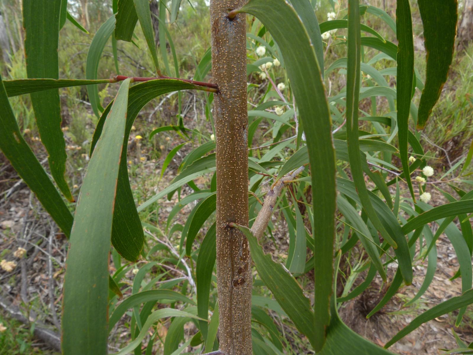 Acacia implexa image