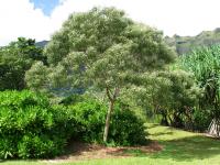 Acacia koaia image
