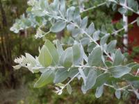 Acacia podalyriifolia image