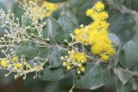 Acacia podalyriifolia image