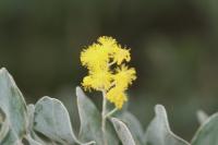 Acacia podalyriifolia image