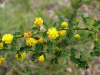 Media resource of Acacia pulchella