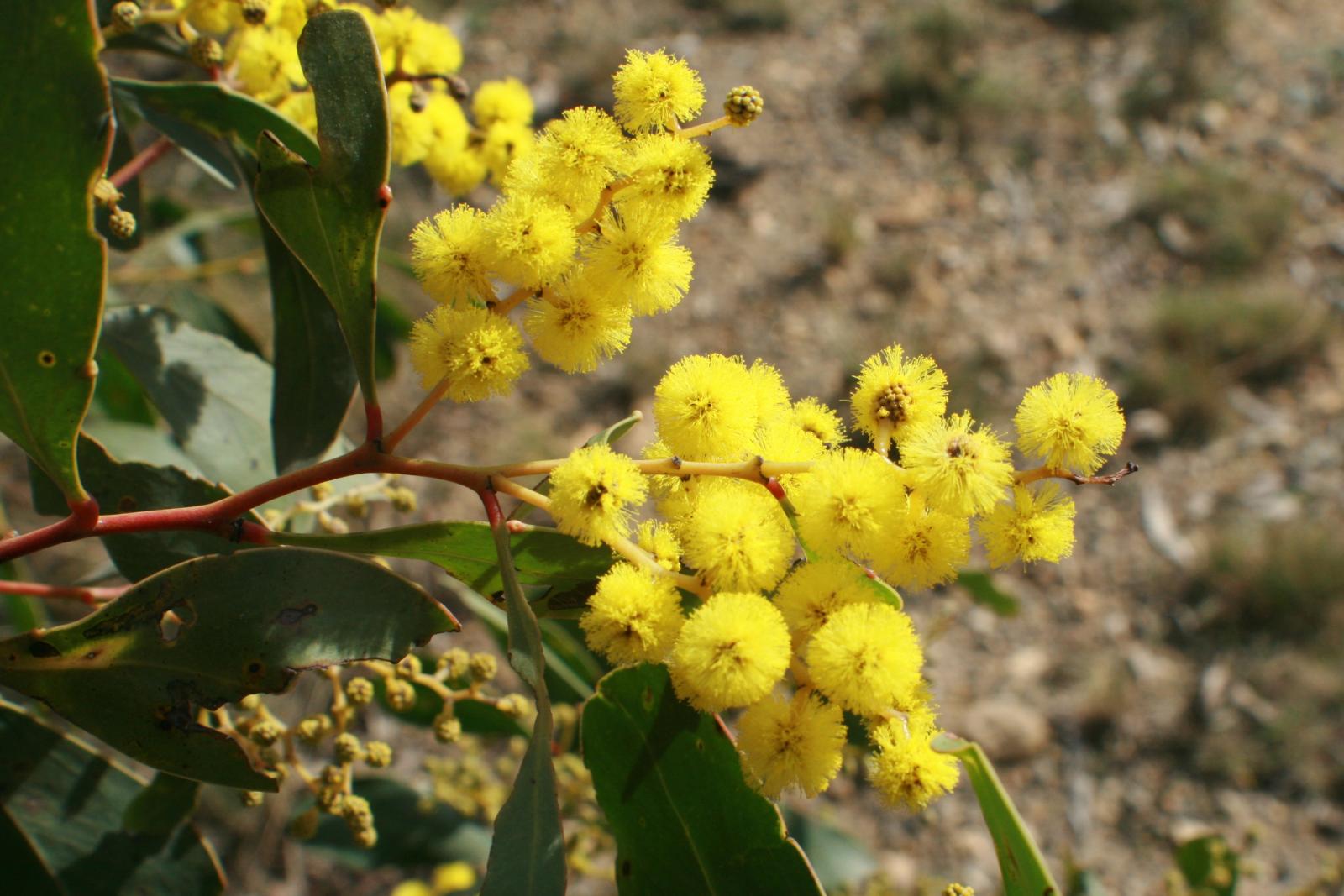 Acacia pycnantha image