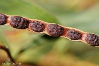 Acacia pycnantha image