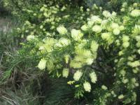 Acacia verticillata image