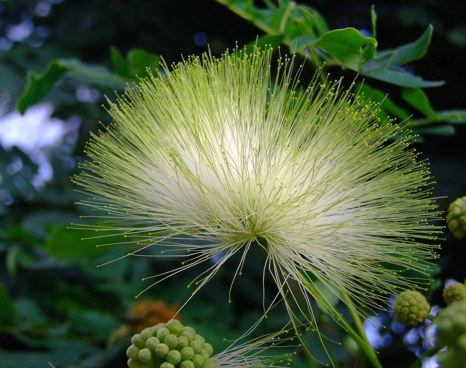 Albizia lebbek image