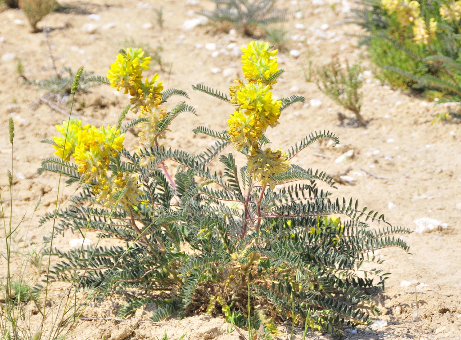 Astragalus alopecuroides image