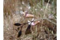 Image of Astragalus atratus