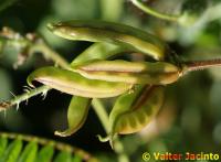 Image of Astragalus boeticus