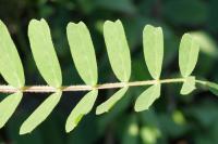 Astragalus boeticus image