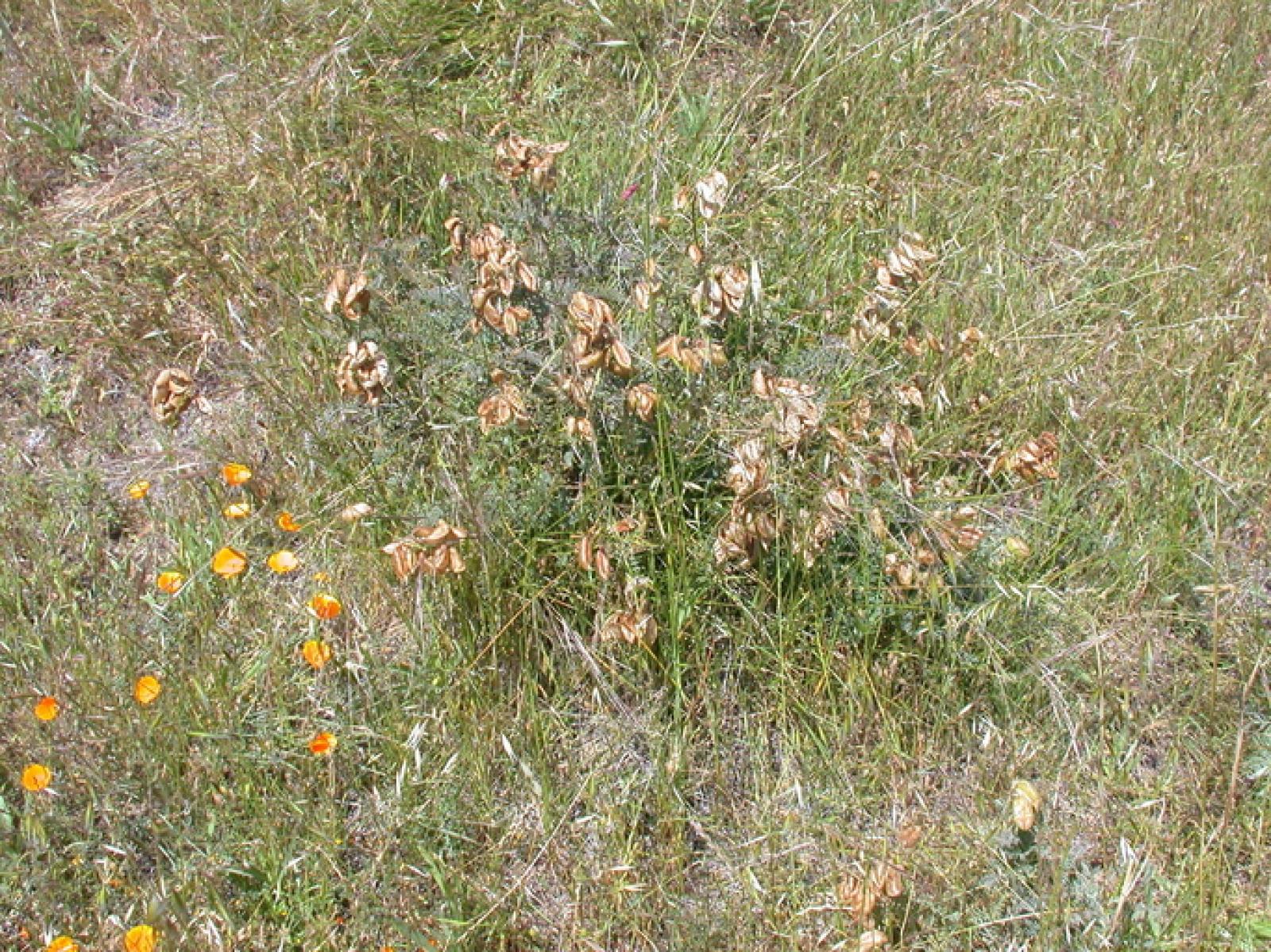 Astragalus curtipes image