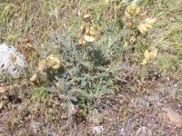 Astragalus curtipes image