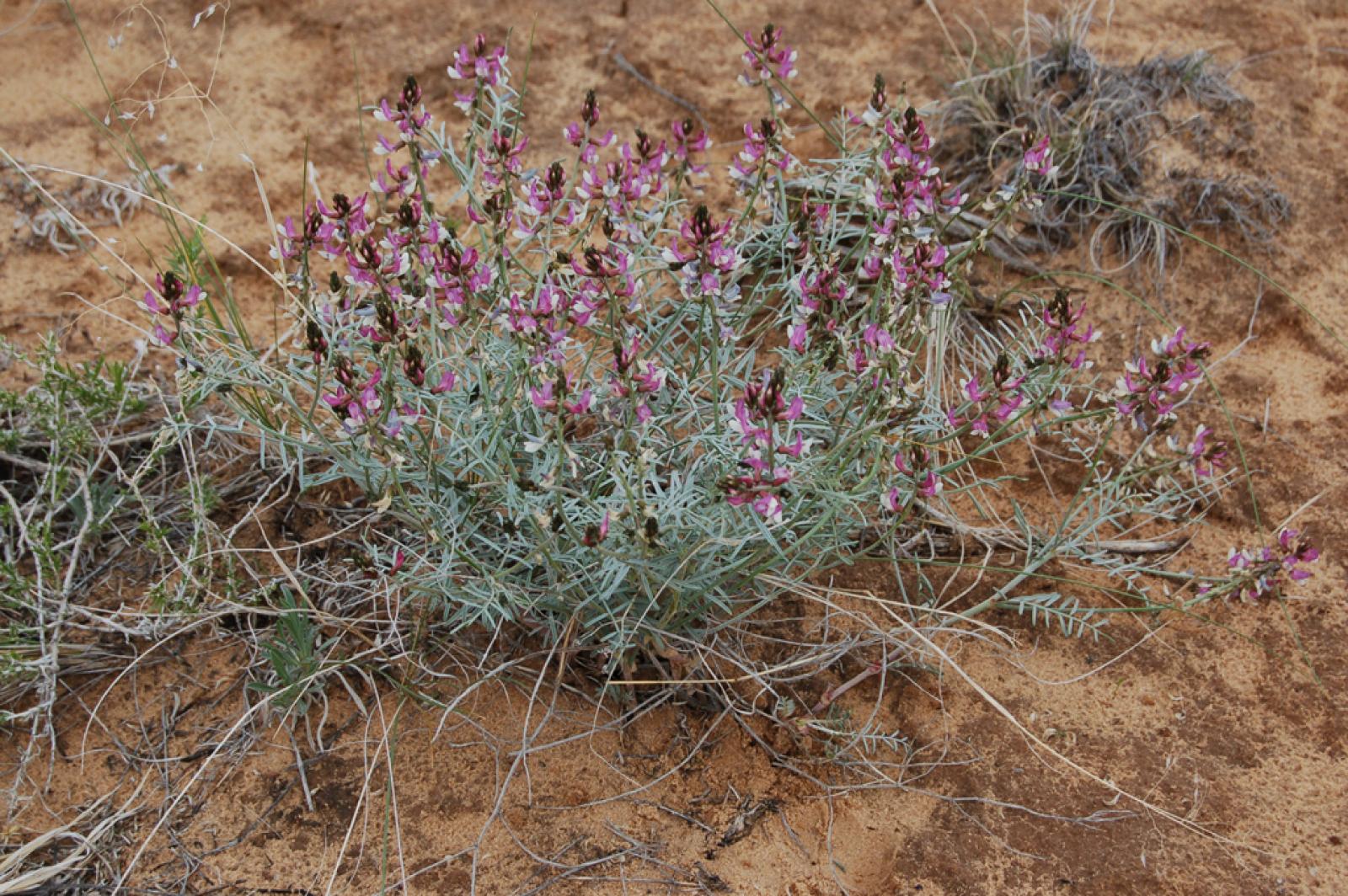 Astragalus duchesnensis image