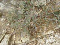 Astragalus madrensis image