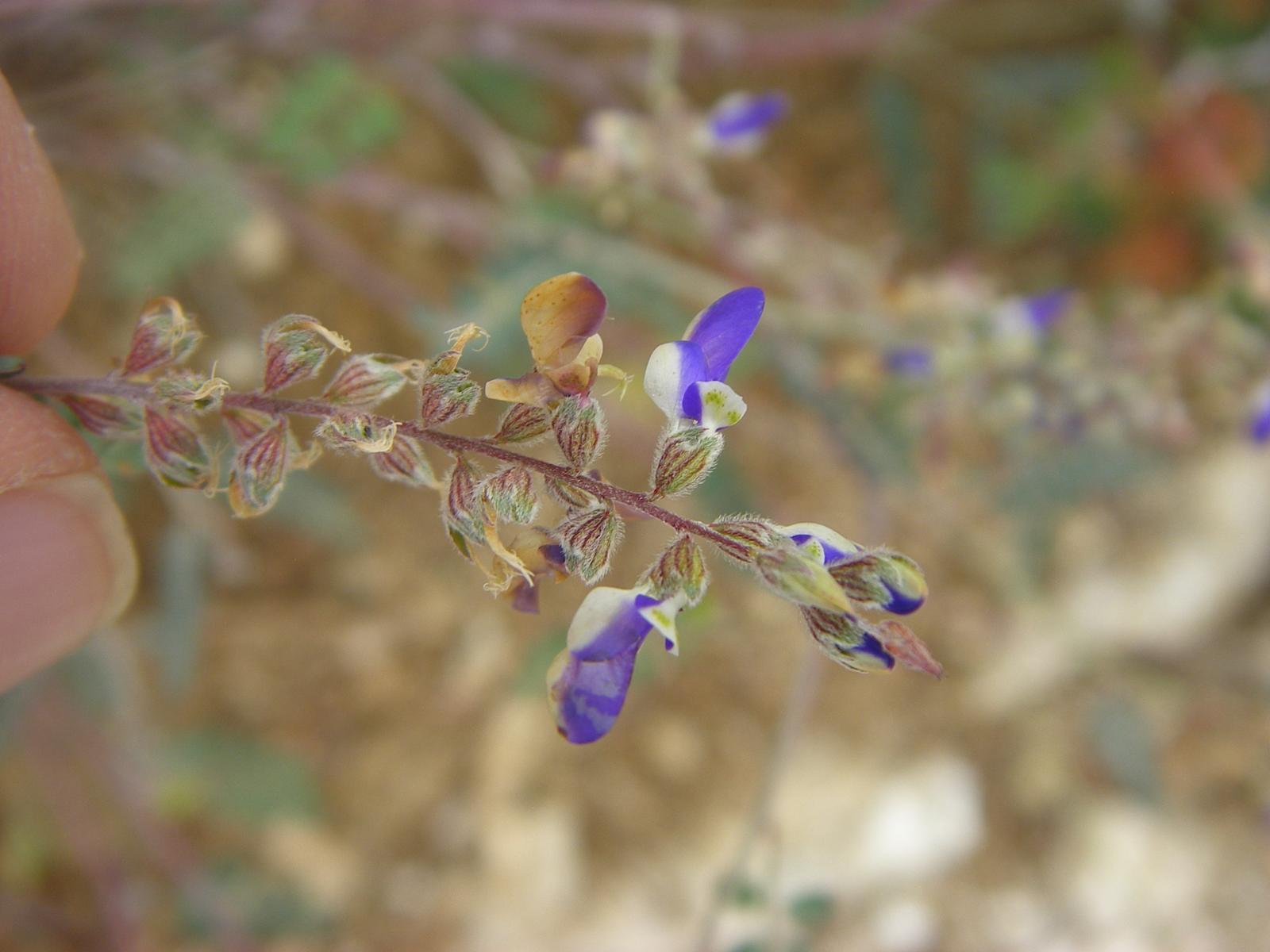 Astragalus madrensis image