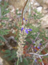 Astragalus madrensis image