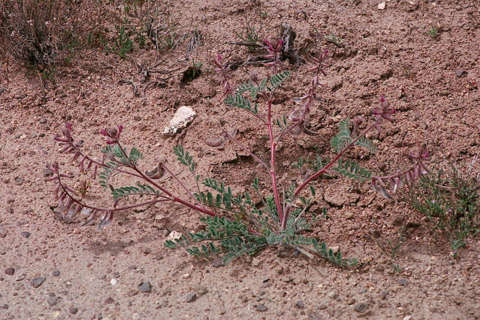 Astragalus malacus image