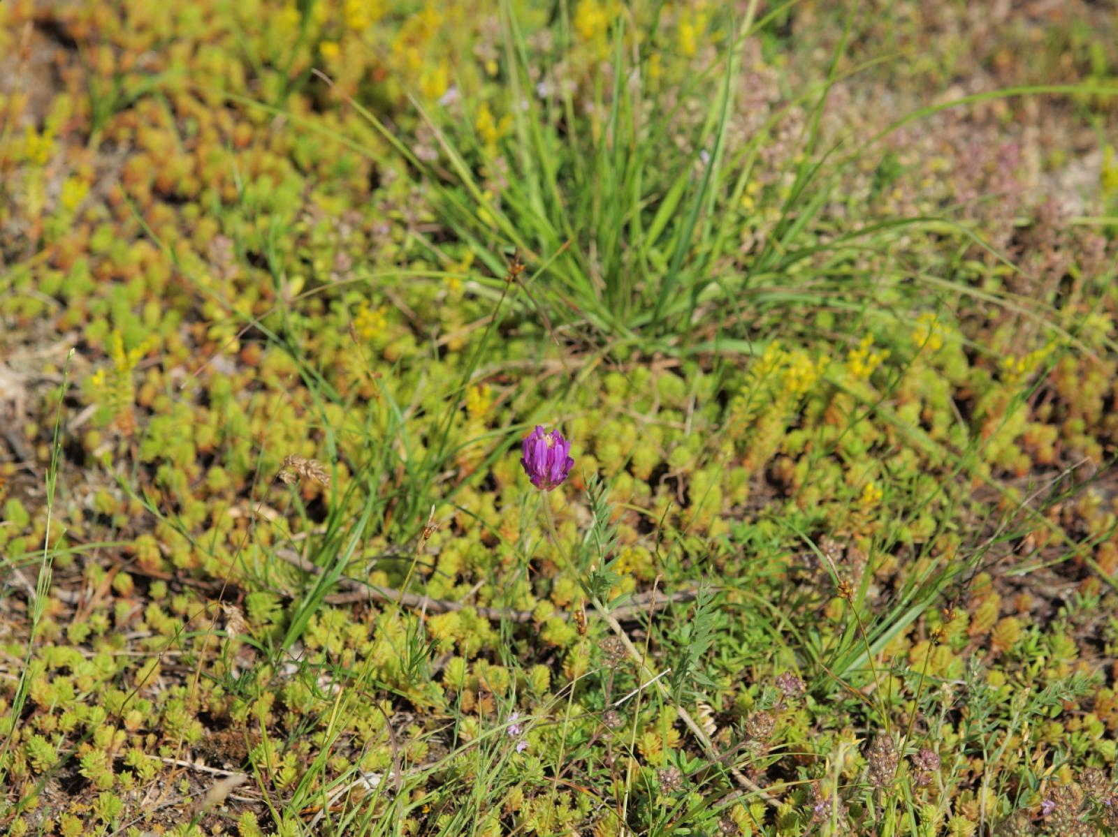 Astragalus onobrychis image