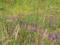 Astragalus onobrychis image