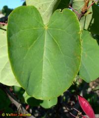 Cercis siliquastrum image