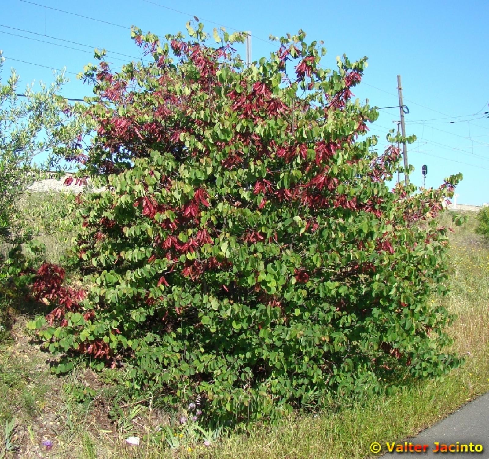 Cercis siliquastrum image