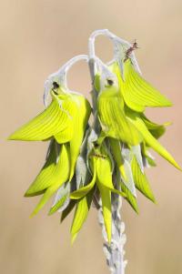 Image of Crotalaria cunninghamii