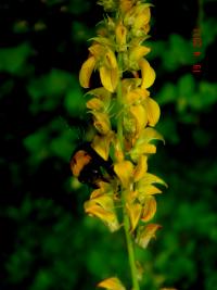 Crotalaria pallida image