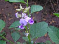 Crotalaria verrucosa image