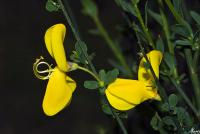 Cytisus striatus image