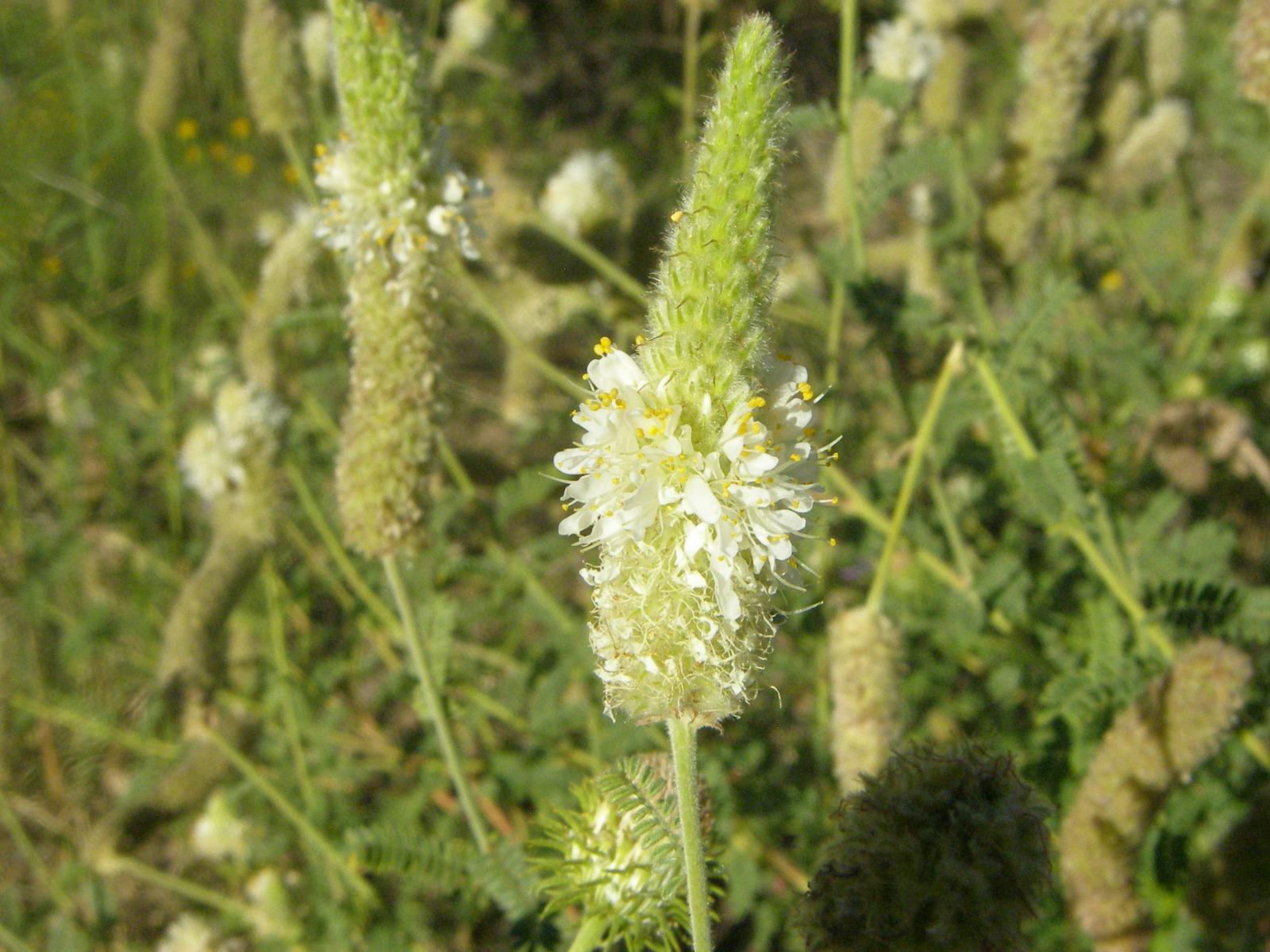 Dalea gentryi image