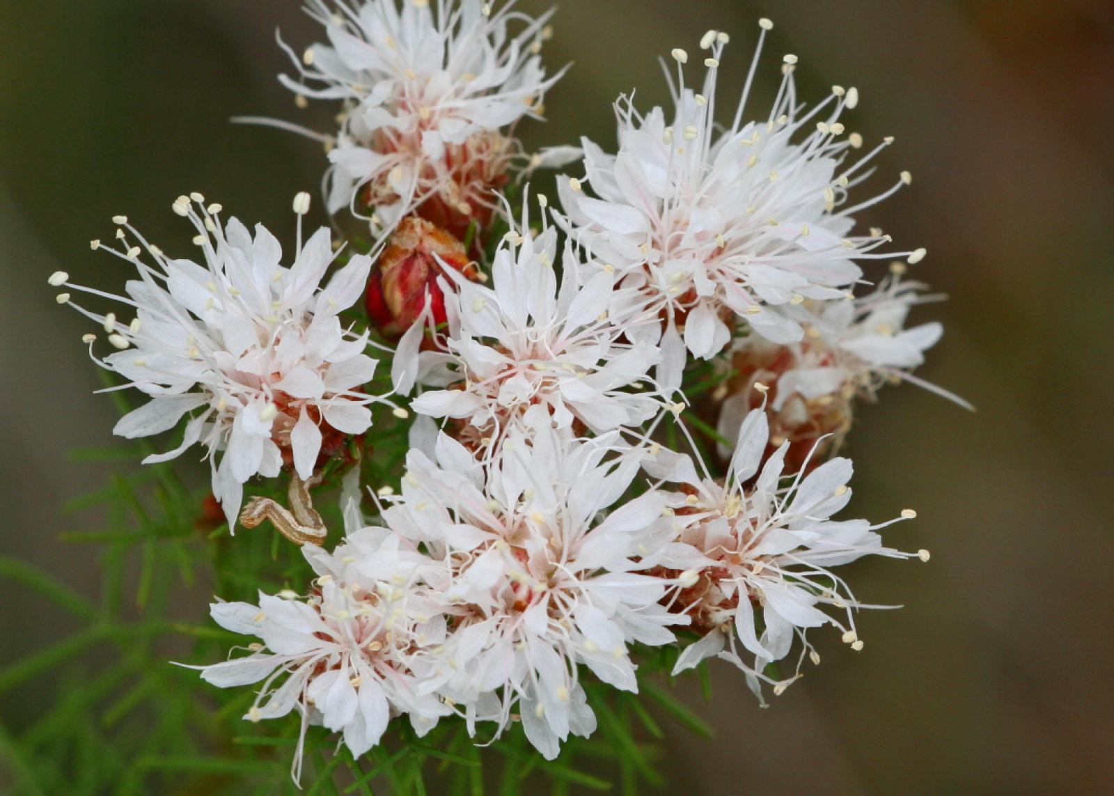 Dalea pinnata image