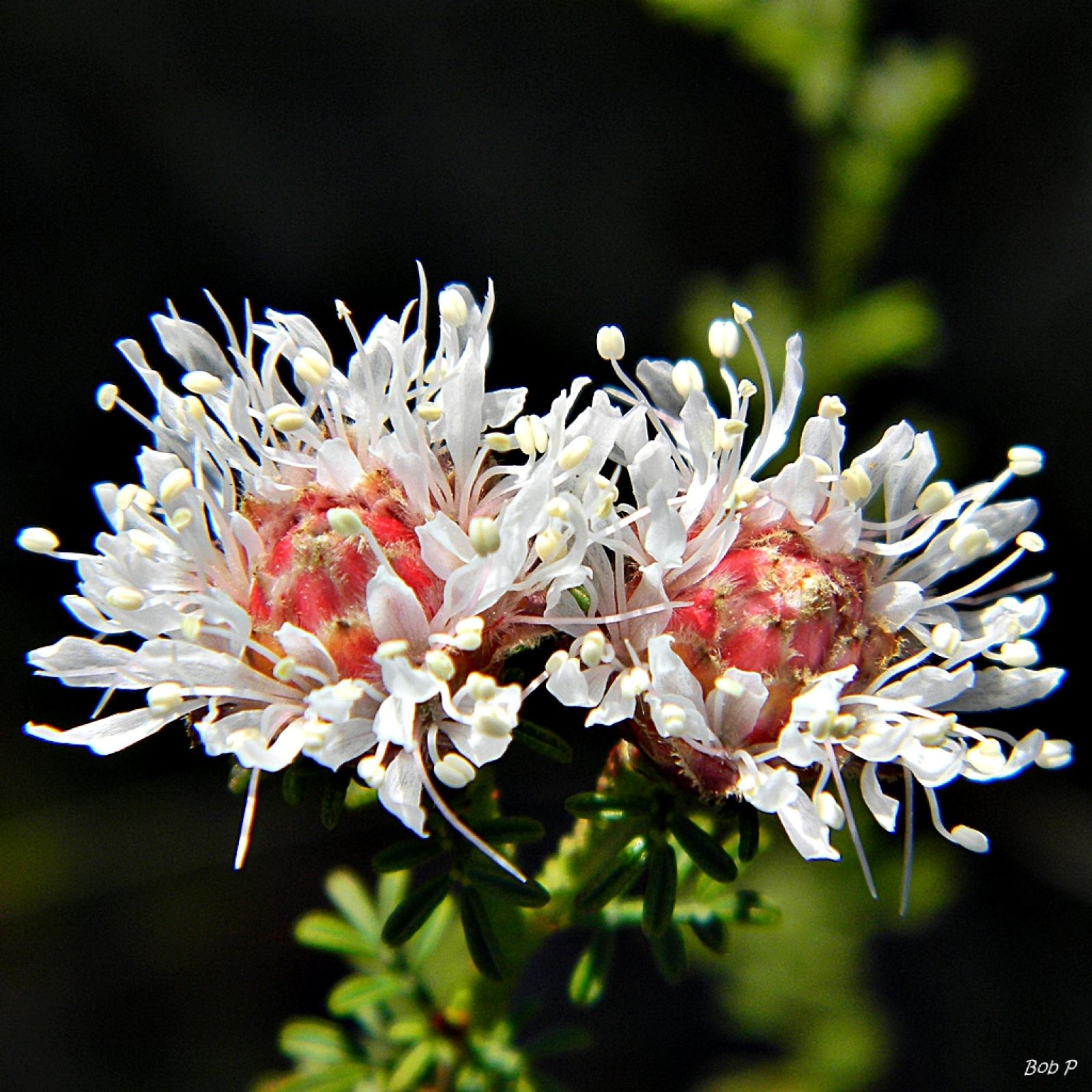 Dalea pinnata image