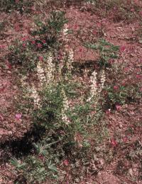 Image of Lupinus arbustus