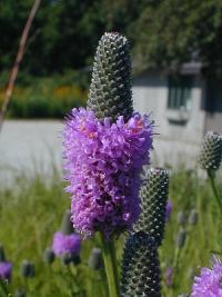 Image of Petalostemon purpureum