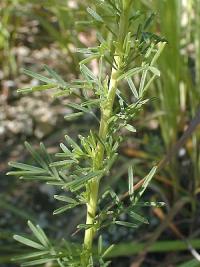 Petalostemon purpureum image